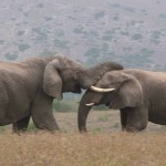 Bull Elephant Fight - Kruger