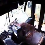 Deer-crashes-through-bus-windscreen-