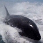 killer whale riding surf like dolphin wake