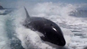 killer whale riding surf like dolphin wake