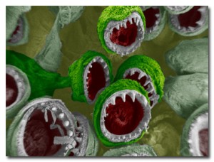 Electron Microscope Images - Every Day Objects - Squid Suckers