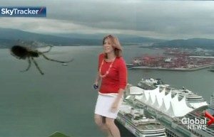 Kristi Gordon Freaks Out on Air - Massive Spider