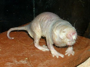 Naked Mole-Rat - Cancer Cure - Hyaluronan - East Africa