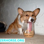 Stupid Dog - Dog Falling Over - Corgi Peanut Butter