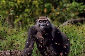 Masters Of Nature Photography - Anup Shah,Bai Hokou, Dzanga-Sangha Dense Forest Special, Reserve, Central African Republic - Gorilla and Butterfly