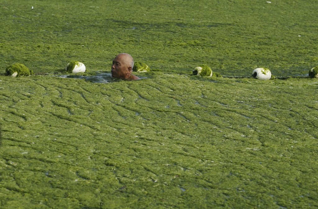 Qingdao Algae beach