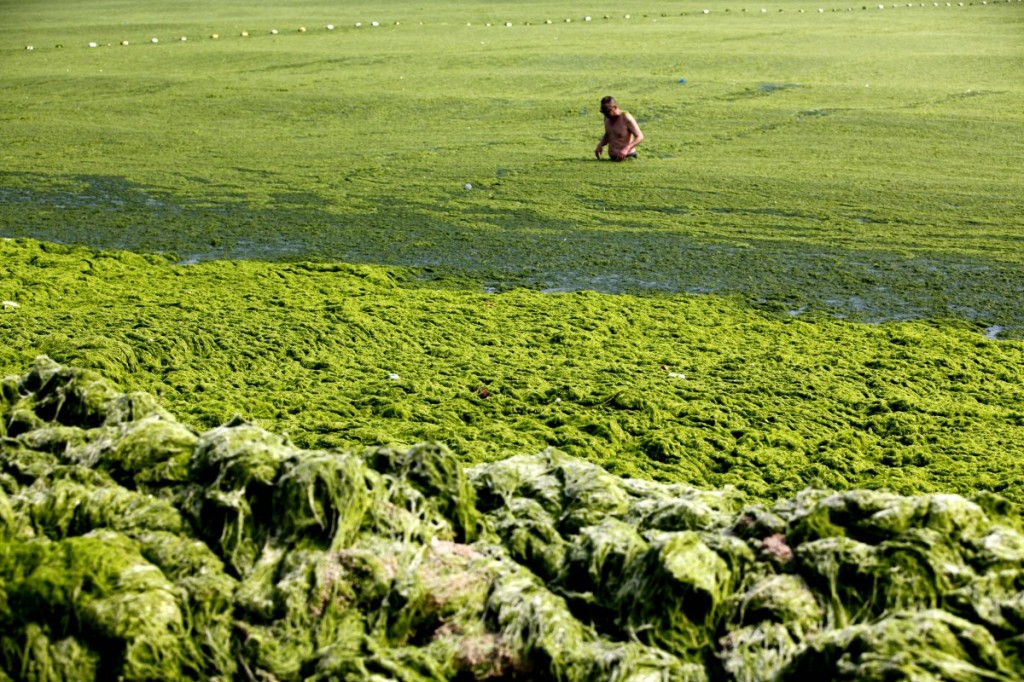 Qingdao Algae beach 3