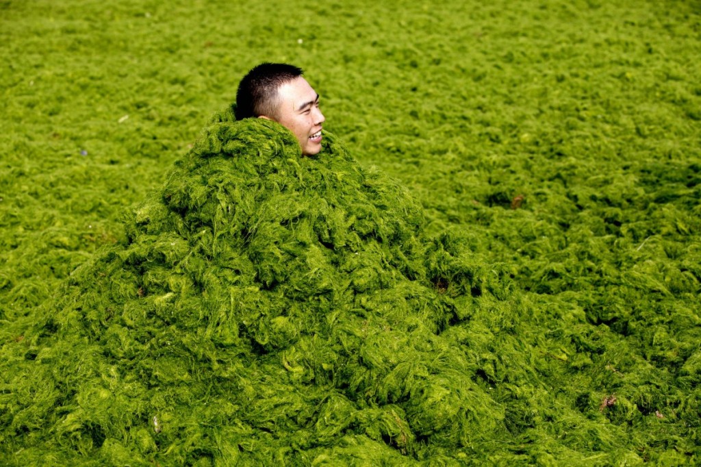 Qingdao Algae beach man