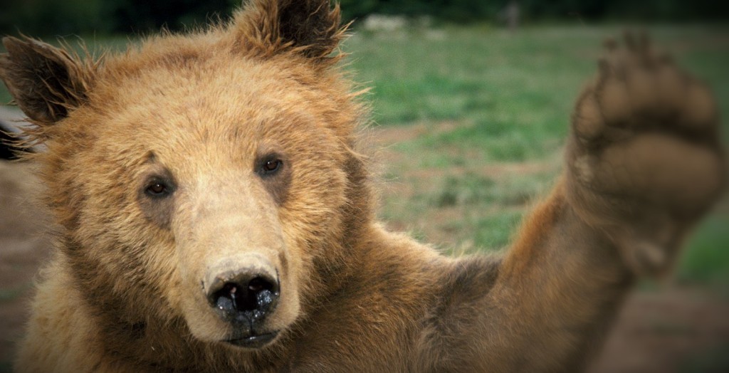 bear