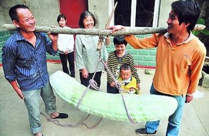 Big-Vegetable-Photo-Collection-Monster-Vegetable-Giant-Cucumber-Akele-Hi