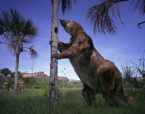 History of the Avocado - Giant Ground Sloth