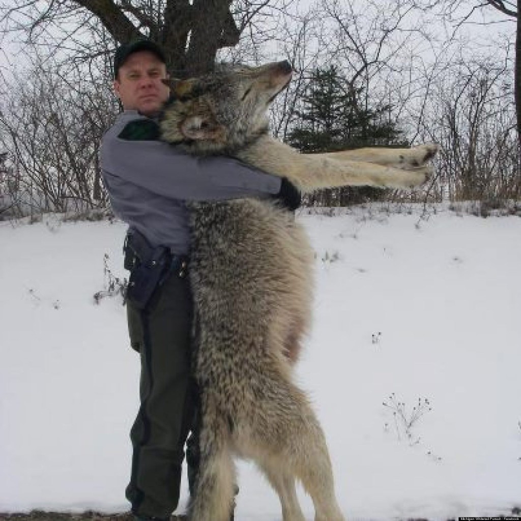 How Big Is A Wolf? • Lazer Horse investigates