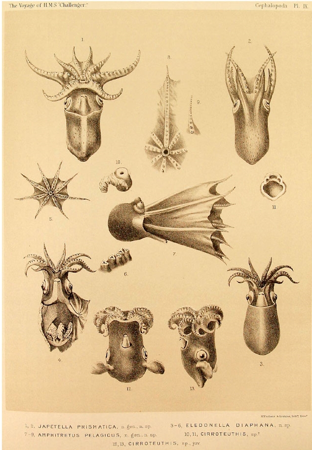 Amazing Beautiful Old Biology Science Drawings - Cephalapoda collected