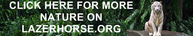 More Nature on LAZERHORSE.ORG