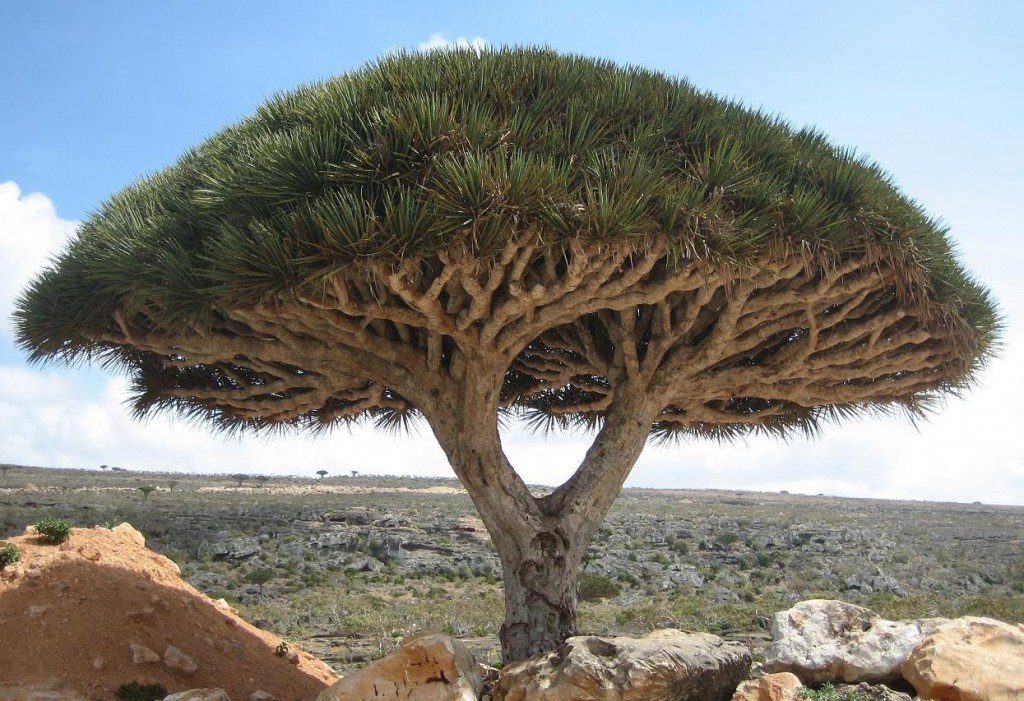 Socotra - alien landscape - Yemen - Dragon Tree