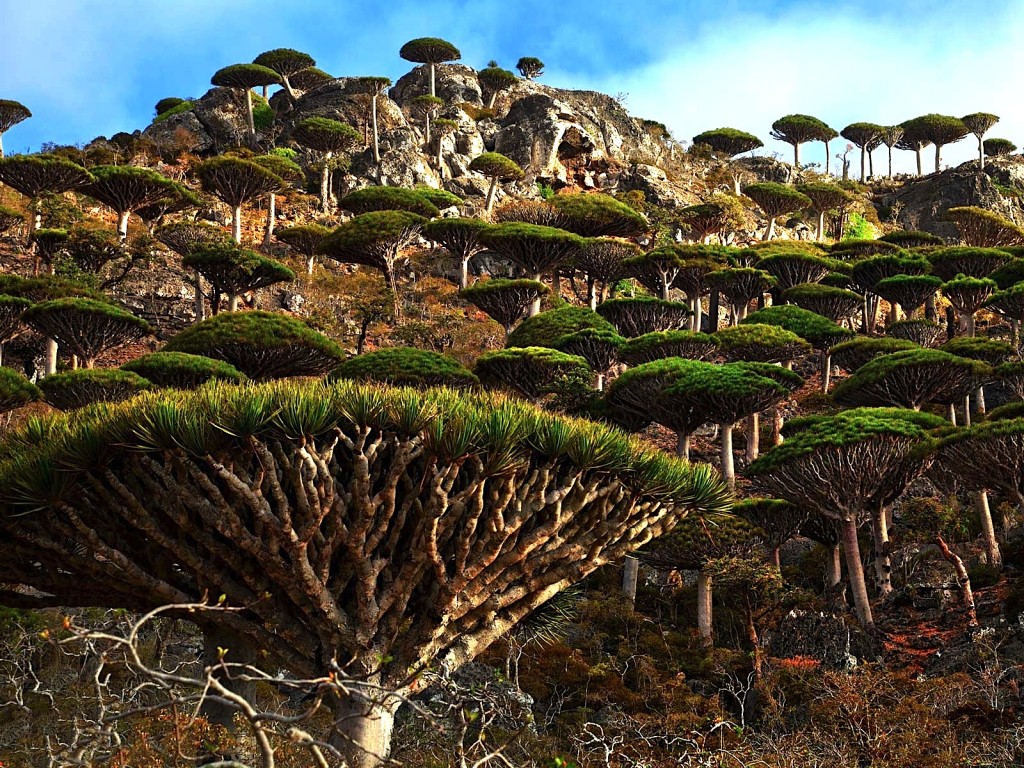 Socotra - alien landscape - Yemen - Dragons blood Tree