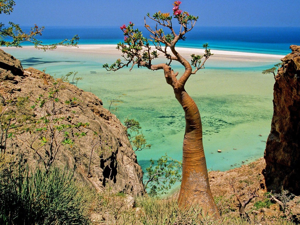 Socotra - alien landscape - Yemen - Tree