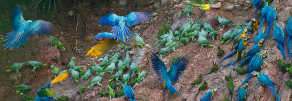 Birds Of Peru