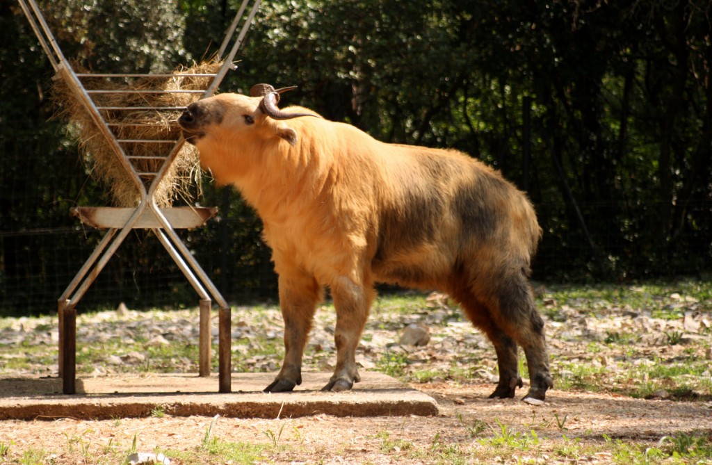 Golden Takin - Budorcas taxicolor