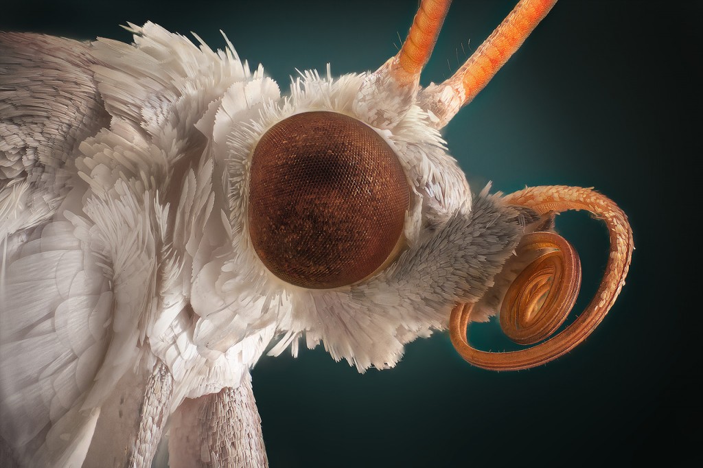 Vasiliy Menshov - macro insect photos 1