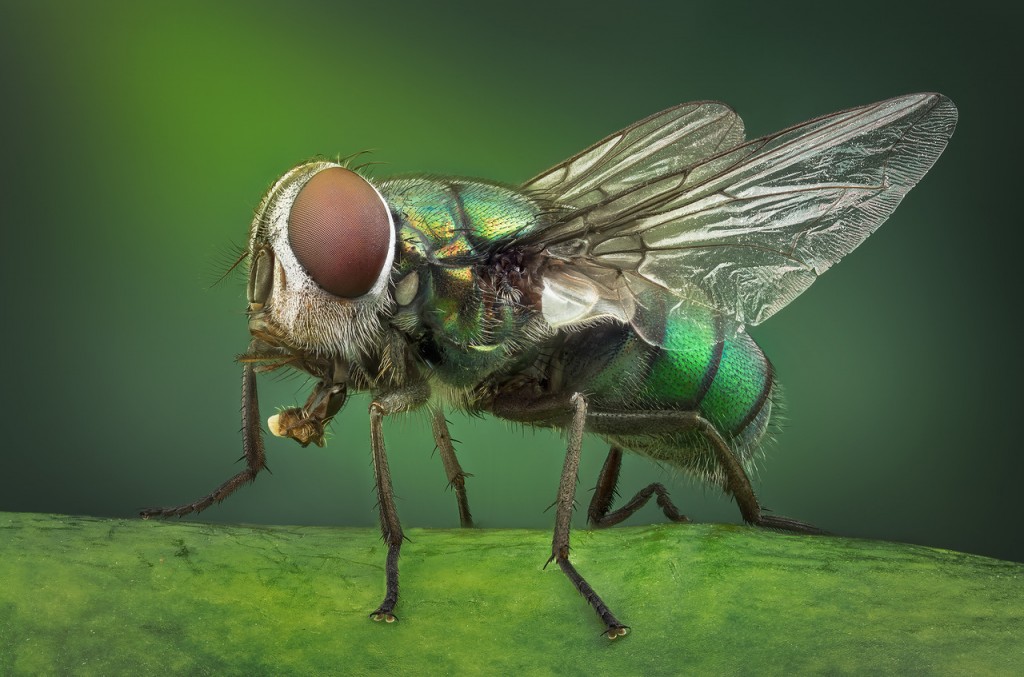 Vasiliy Menshov - macro insect photos 3