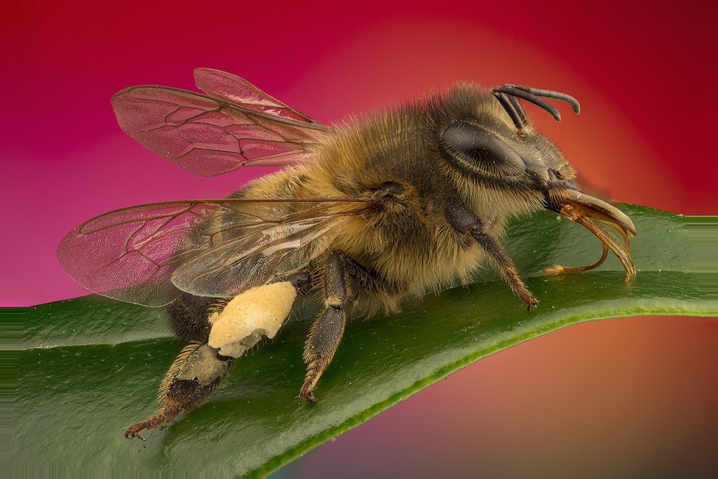 Vasiliy Menshov - macro insect photos 5