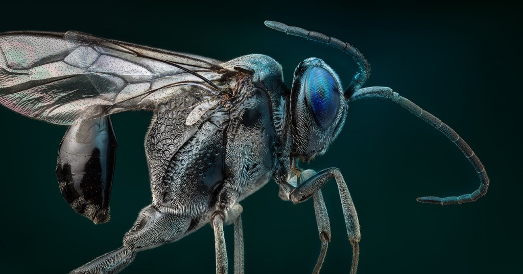 Vasiliy Menshov - macro insect photos 8