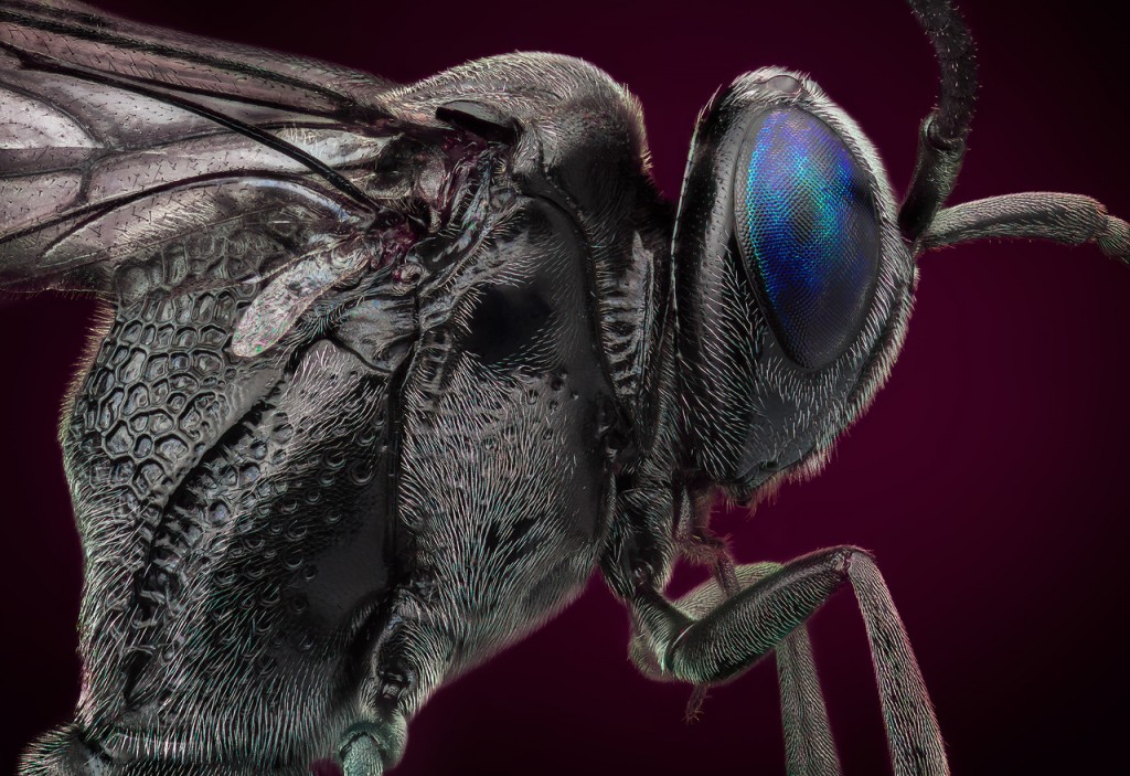 Vasiliy Menshov - macro insect photos 9