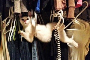 Animals Stuck in Odd Places But Which Don't Seem To Mind • Lazer Horse