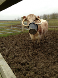 Animals Stuck in Odd Places But Which Don't Seem To Mind • Lazer Horse