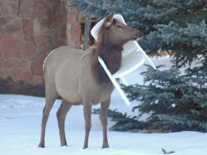 Animals Stuck in Odd Places But Which Don't Seem To Mind • Lazer Horse