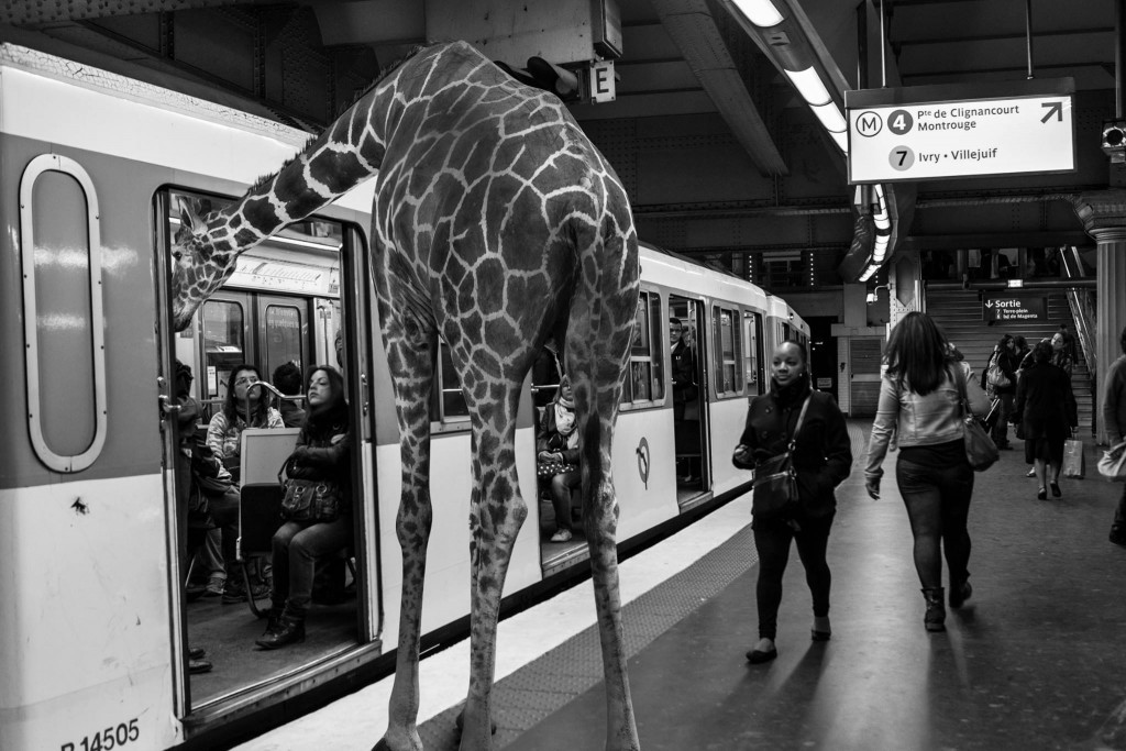 Clarisse Rebotier - Animetro - Giraffe