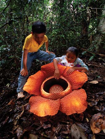 Rafflesia-arnoldii-biggest-flower-with-children-Borneo.jpg