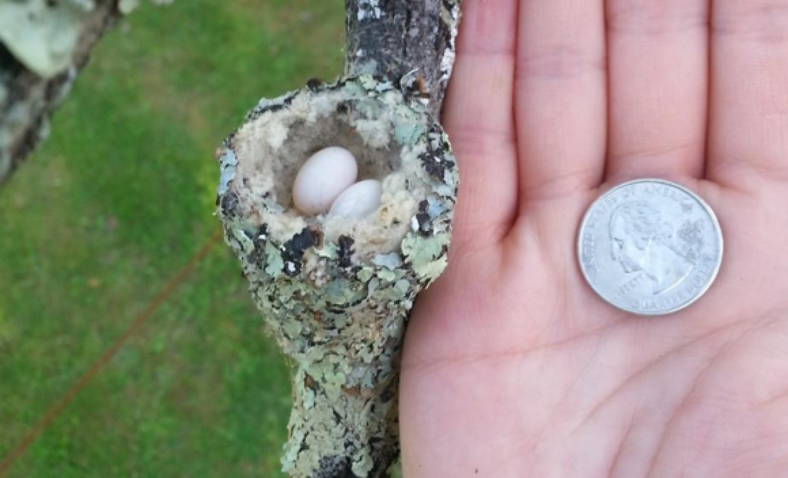 Bee Humingbird Egg