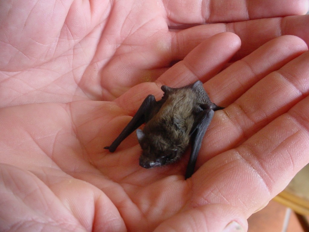 BumbleBee Bat - Kitti's Hog Nosed - being held