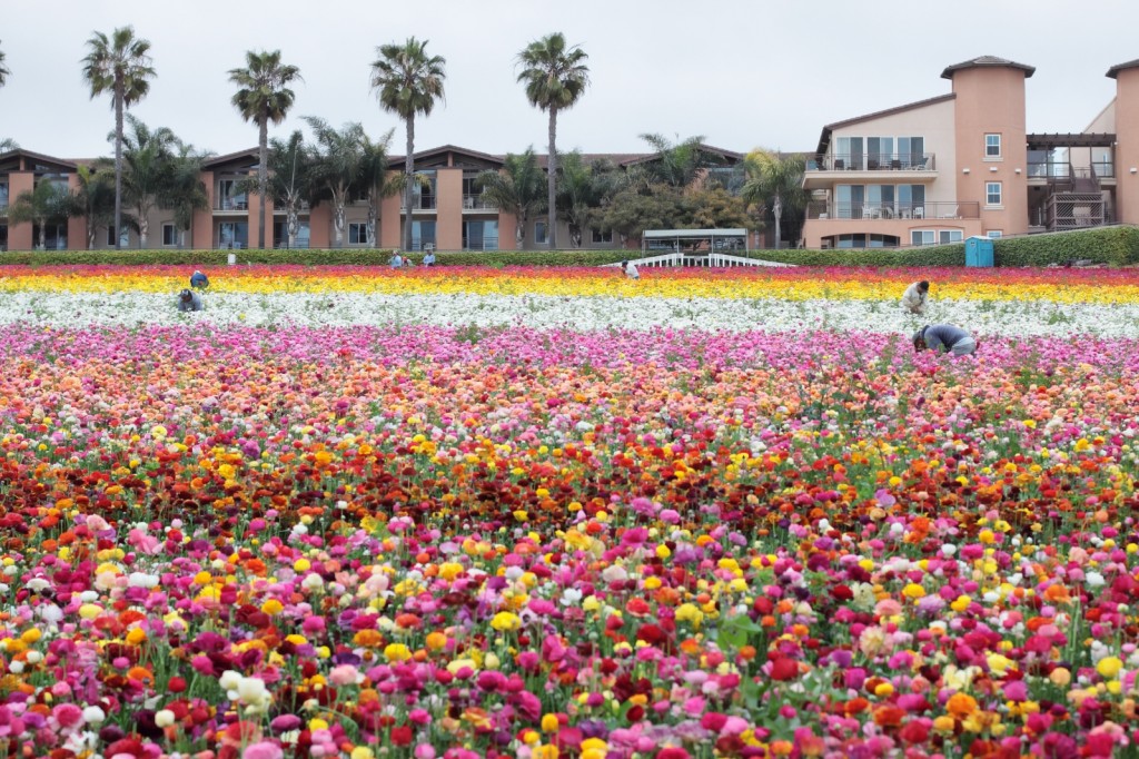 Flower Fields California Ranunculus - workers