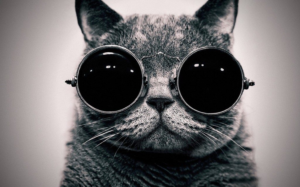 GIF cat with sunglasses