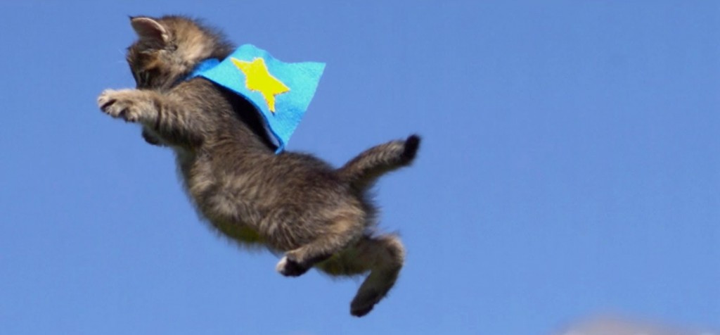 GIF super cat