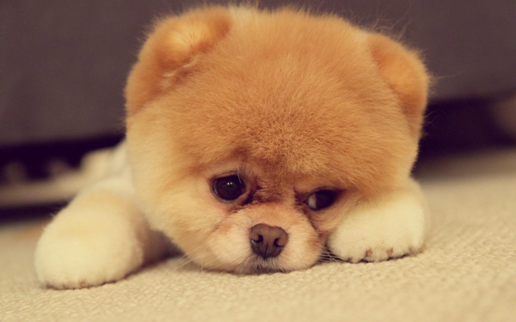 Pomeranian Puppy - cute - sad face