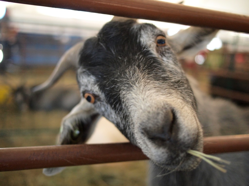 GOAT FACE