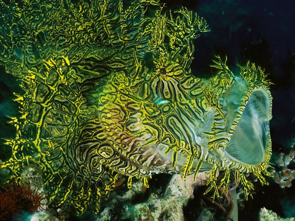 scorpion fish facts amazon