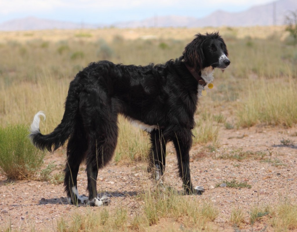 Kyrgyzstan - Animals - Taigan 2