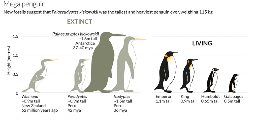 Mega Penguin Palaeeudyptes klekowskii
