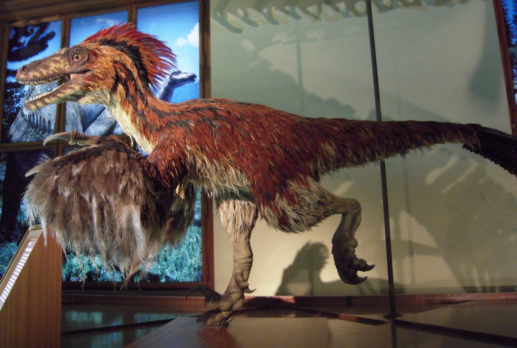 Feathered dinosaur - Deinonychus model