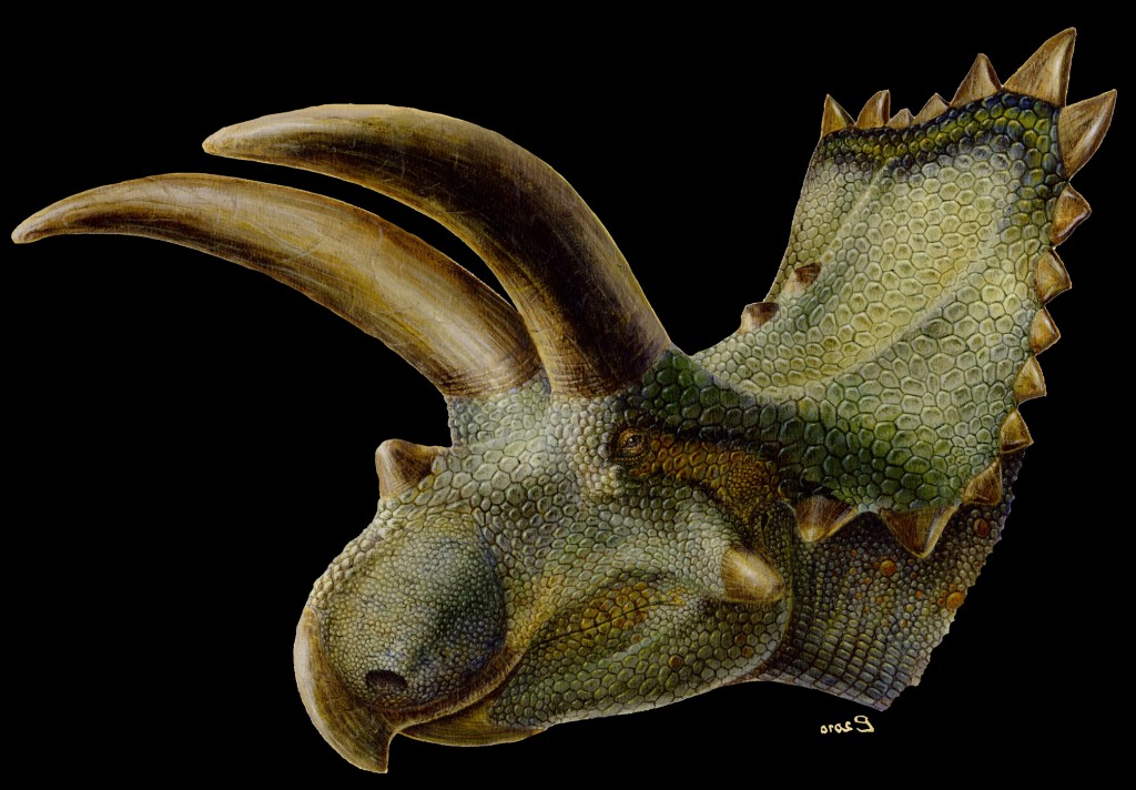 Coahuilaceratops - first horned dinosaur discovered in Mexico