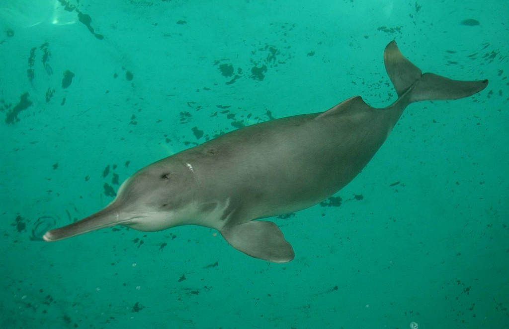 Baija River Dolphin - China