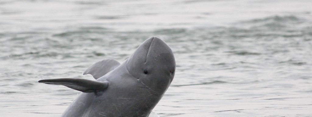 River Dolphin Mekong Irrawaddy jumping