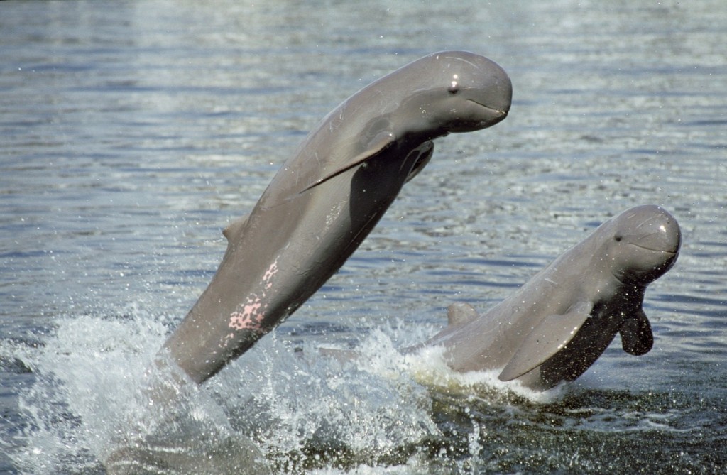 River Dolphin Mekong Irrawaddy jumping x2