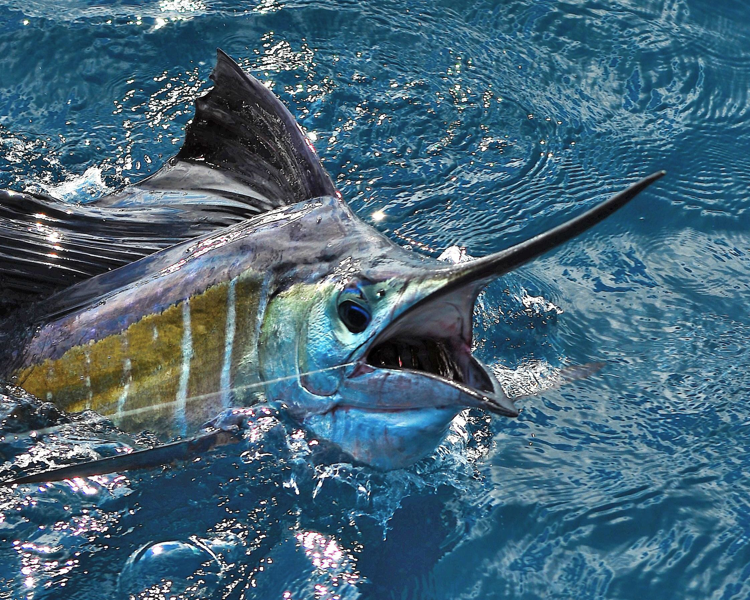 Sailfish Fastest Fish In The Ocean Lazer Horse