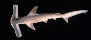 winghead shark mesh
